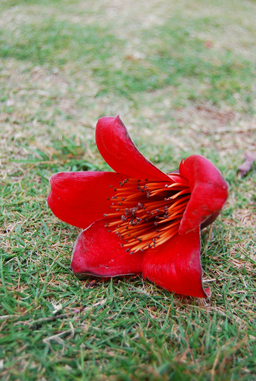 DSC_0087_副本.jpg